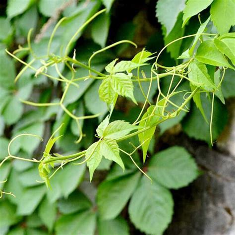 常綠爬藤植物